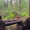 Trąba powietrzna zniszczyła las